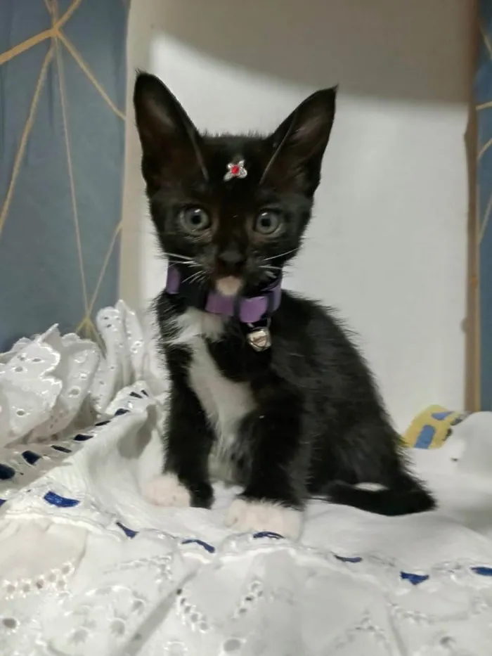 Gato ra a SRD-ViraLata idade 2 a 6 meses nome Gatinhos filhotes 