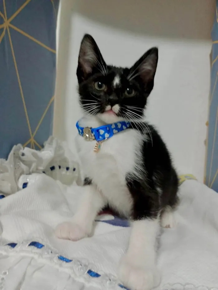 Gato ra a SRD-ViraLata idade 2 a 6 meses nome Gatinhos filhotes 