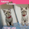 Gatinhos filhotes 