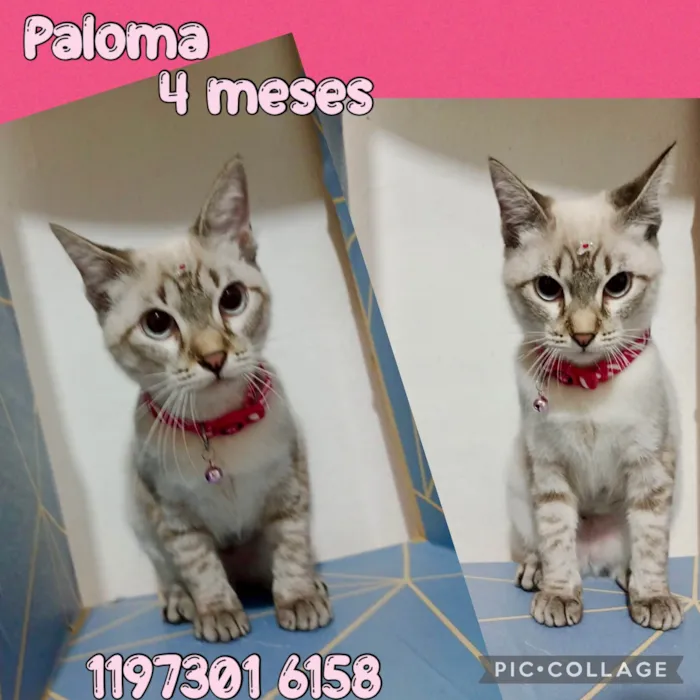 Gato ra a SRD-ViraLata idade 2 a 6 meses nome Gatinhos filhotes 