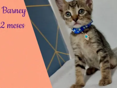 Gato raça SRD-ViraLata idade 2 a 6 meses nome Gatinhos filhotes 