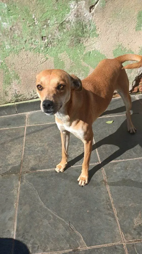 Cachorro ra a SRD-ViraLata idade 7 a 11 meses nome Falar com Ariel - Whats 11 94043-2459
