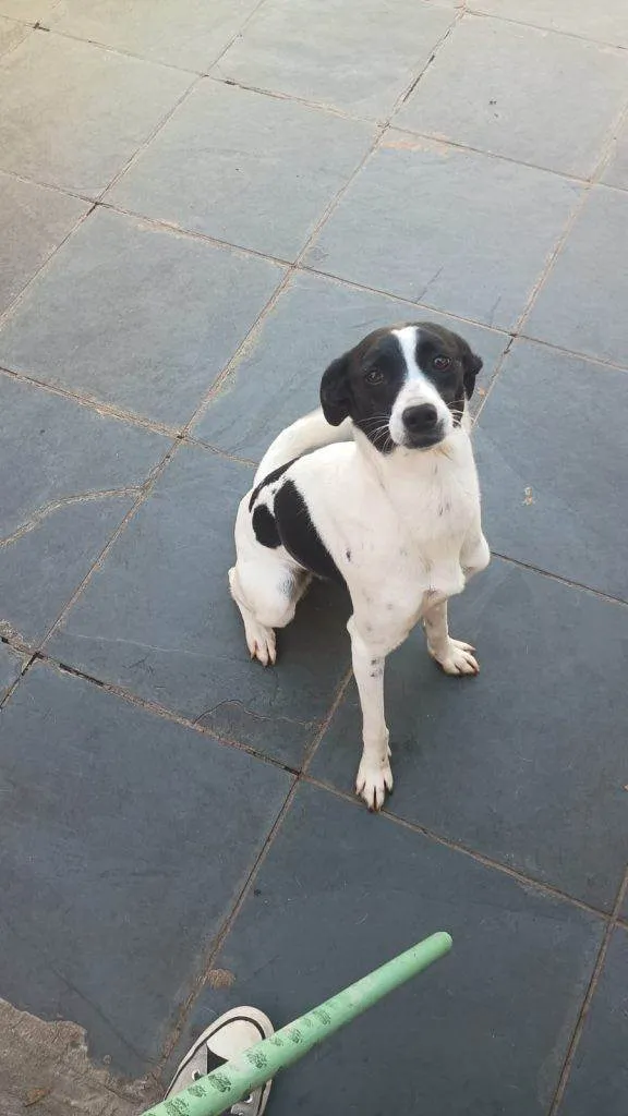 Cachorro ra a SRD-ViraLata idade 7 a 11 meses nome Falar com Ariel - Whats 11 94043-2459