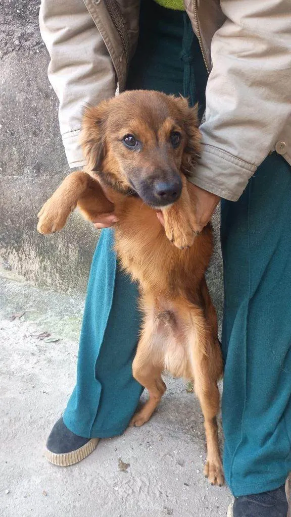 Cachorro ra a SRD-ViraLata idade 7 a 11 meses nome Falar com Ariel - Whats 11 94043-2459