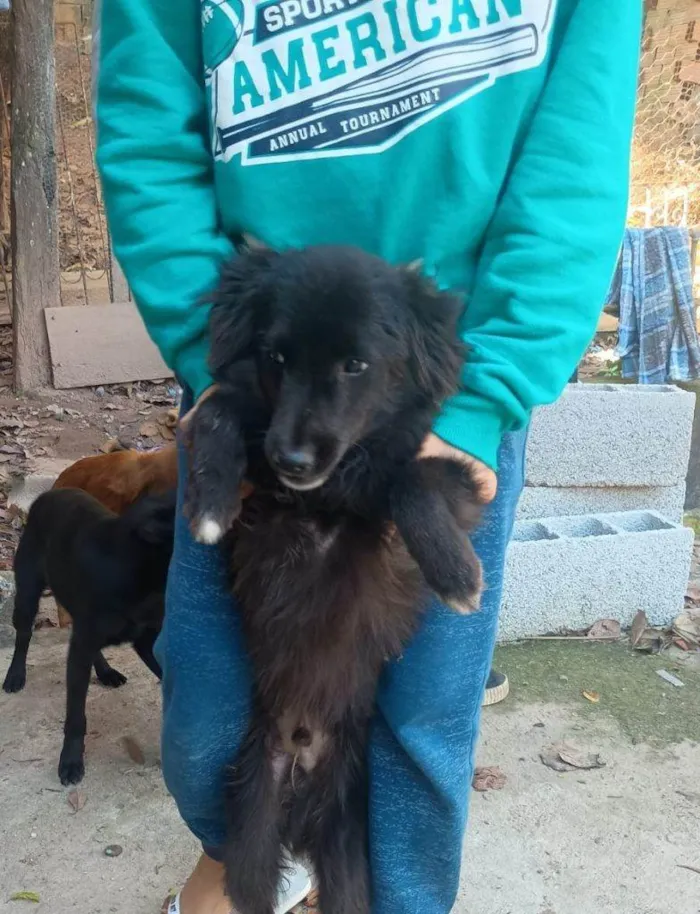 Cachorro ra a SRD-ViraLata idade 7 a 11 meses nome Falar com Ariel - Whats 11 94043-2459