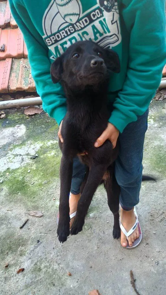 Cachorro ra a SRD-ViraLata idade 7 a 11 meses nome Falar com Ariel - Whats 11 94043-2459