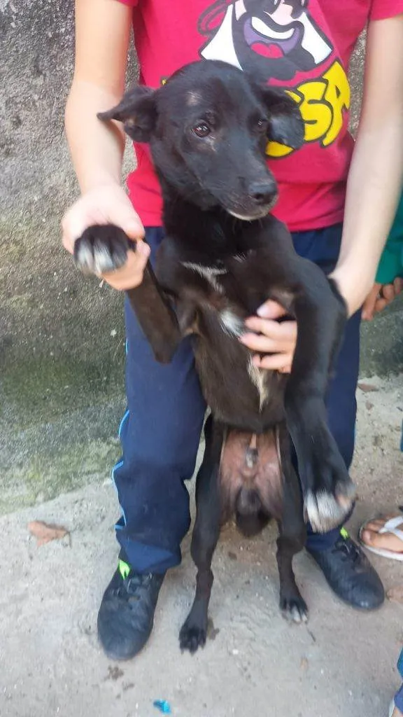 Cachorro ra a SRD-ViraLata idade 7 a 11 meses nome Falar com Ariel - Whats 11 94043-2459