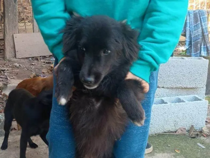 Cachorro ra a SRD-ViraLata idade 7 a 11 meses nome Falar com Ariel - Whats 11 94043-2459