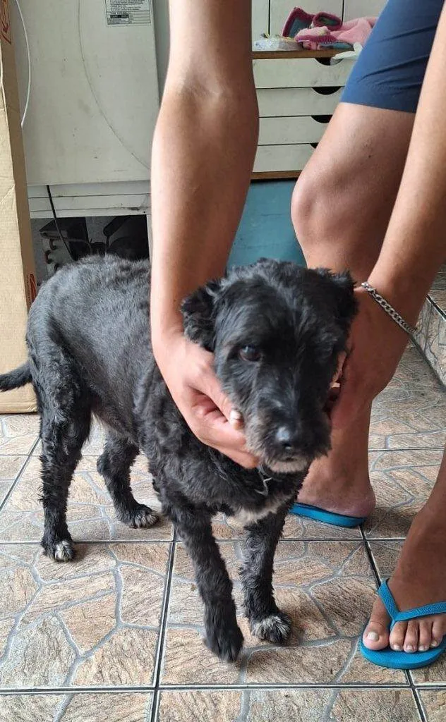 Cachorro ra a SRD-ViraLata idade 2 a 6 meses nome Falar com Eduardo - Whats 11 95269-1004