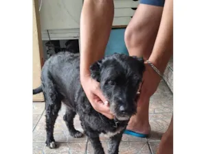 Cachorro raça SRD-ViraLata idade 2 a 6 meses nome Falar com Eduardo - Whats 11 95269-1004