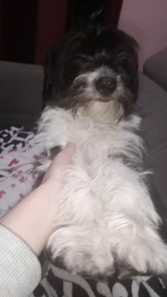 Cachorro ra a SRD-ViraLata idade 2 a 6 meses nome Falar com Stephanie - Whats 11 98319-9368