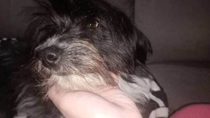 Cachorro ra a SRD-ViraLata idade 2 a 6 meses nome Falar com Stephanie - Whats 11 98319-9368
