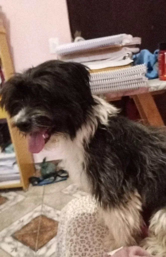 Cachorro ra a SRD-ViraLata idade 2 a 6 meses nome Falar com Stephanie - Whats 11 98319-9368