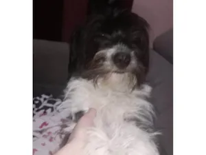 Cachorro raça SRD-ViraLata idade 2 a 6 meses nome Falar com Stephanie - Whats 11 98319-9368