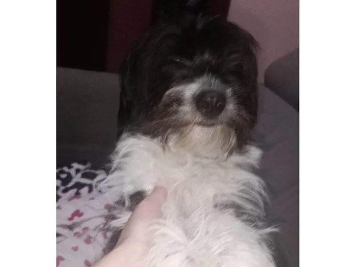 Cachorro ra a SRD-ViraLata idade 2 a 6 meses nome Falar com Stephanie - Whats 11 98319-9368