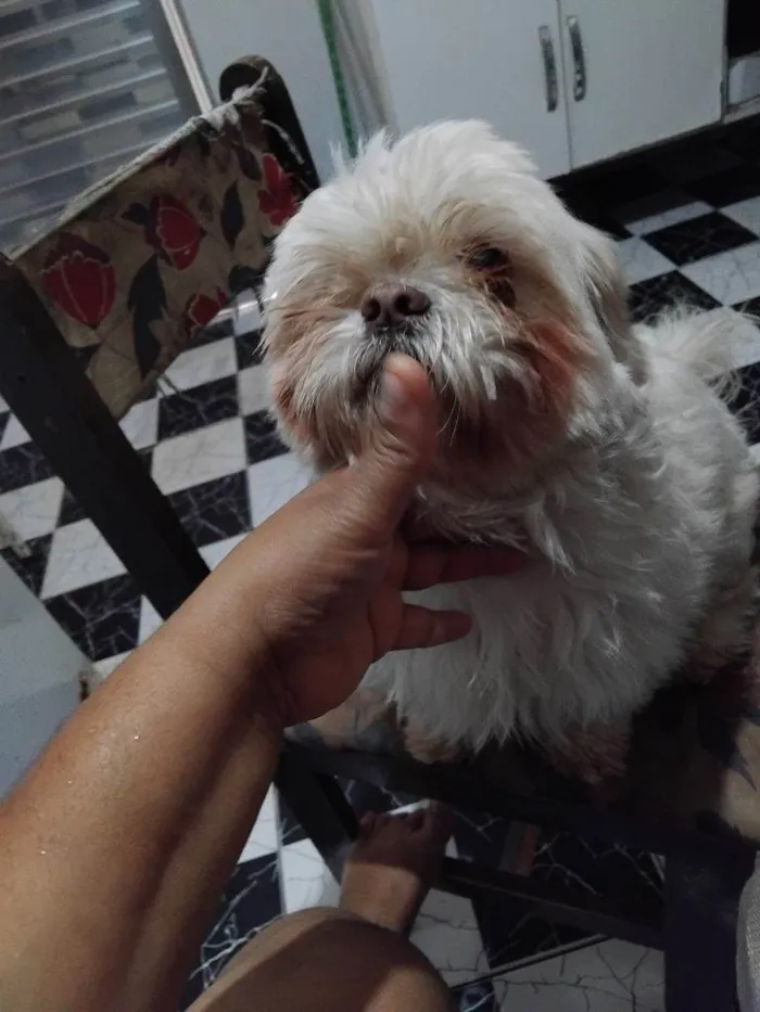 Cachorro ra a Shitzu idade 2 a 6 meses nome Falar com Rafaela - Whats 11 95937-6806