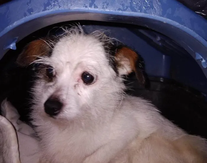 Cachorro ra a Shitzu idade 2 a 6 meses nome Falar com Rafaela - Whats 11 95937-6806