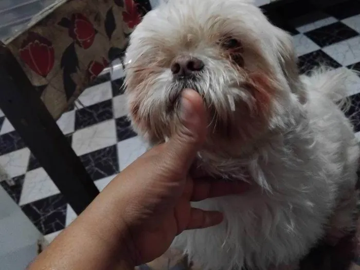 Cachorro ra a Shitzu idade 2 a 6 meses nome Falar com Rafaela - Whats 11 95937-6806