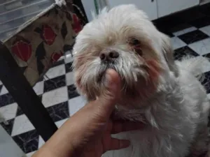 Cachorro raça Shitzu idade 2 a 6 meses nome Falar com Rafaela - Whats 11 95937-6806