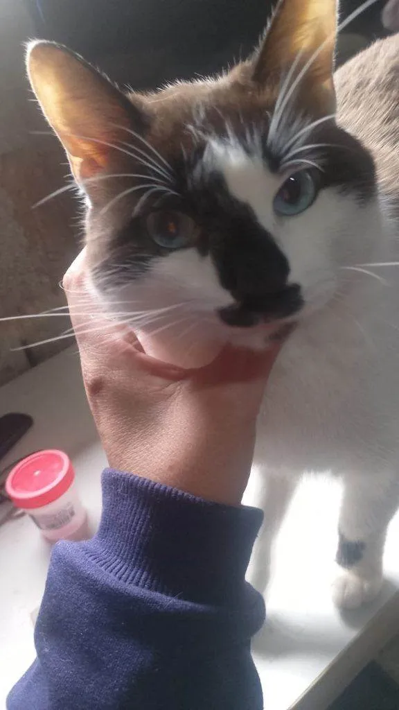 Gato ra a Siamês idade 2 a 6 meses nome  Falar com Fabiana - Whats 11 97616-3062