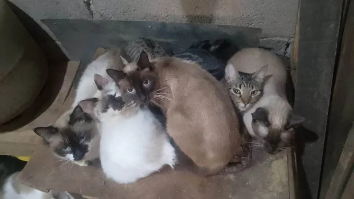 Gato ra a Siamês idade 2 a 6 meses nome  Falar com Fabiana - Whats 11 97616-3062