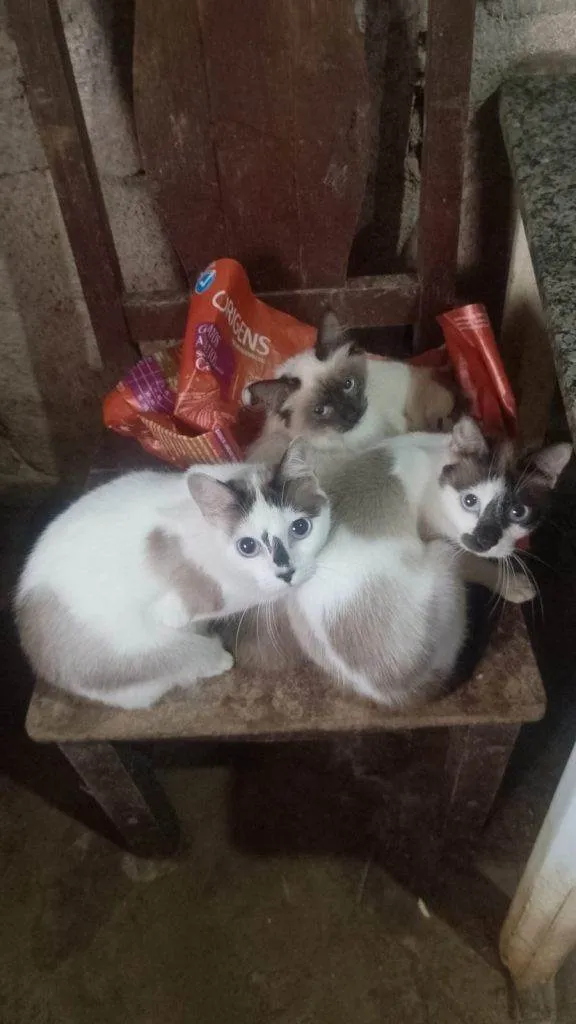 Gato ra a Siamês idade 2 a 6 meses nome  Falar com Fabiana - Whats 11 97616-3062