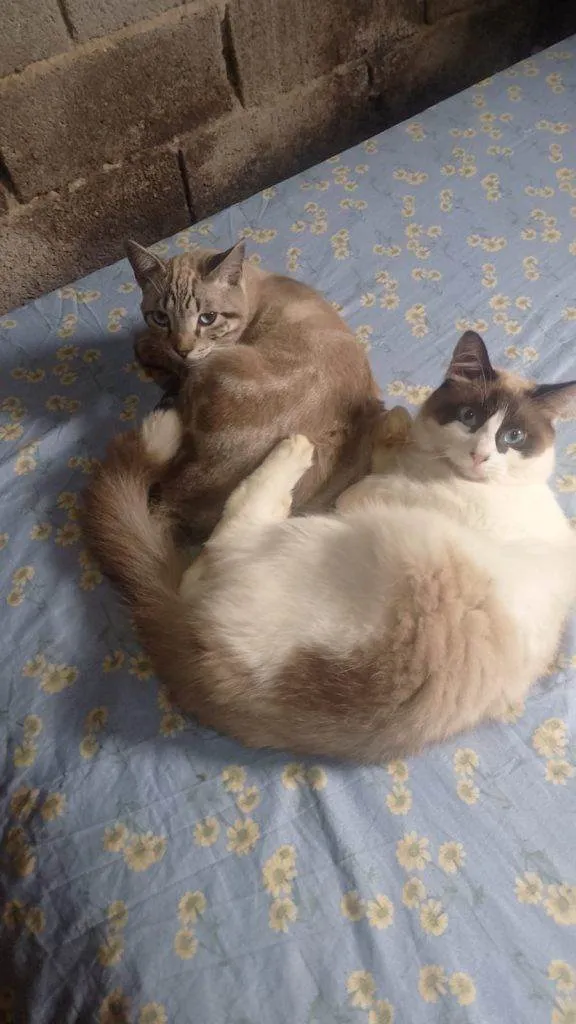 Gato ra a Siamês idade 2 a 6 meses nome  Falar com Fabiana - Whats 11 97616-3062
