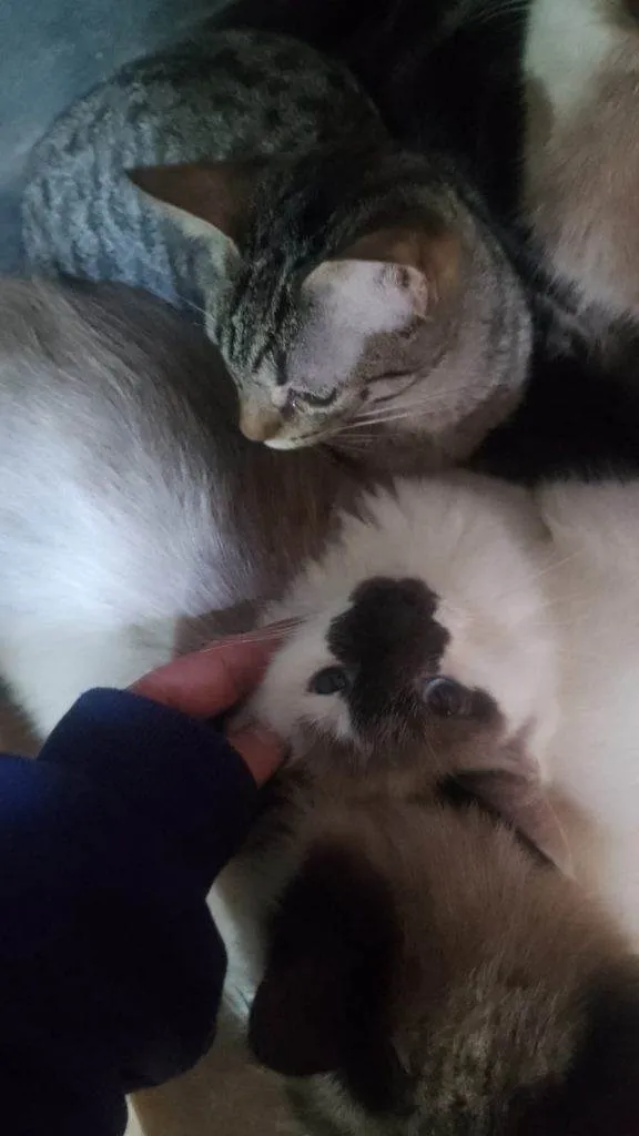 Gato ra a Siamês idade 2 a 6 meses nome  Falar com Fabiana - Whats 11 97616-3062