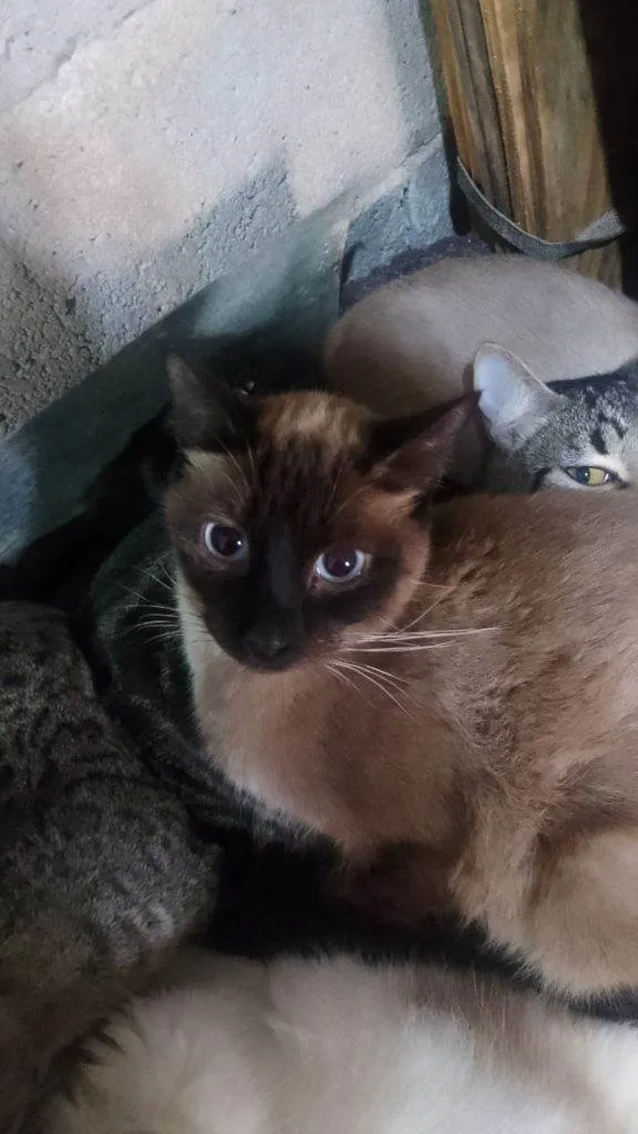 Gato ra a Siamês idade 2 a 6 meses nome  Falar com Fabiana - Whats 11 97616-3062