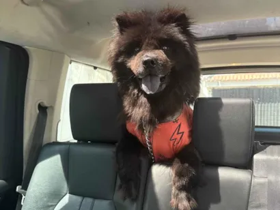 Cachorro raça Chow Chow idade 6 ou mais anos nome Iron 