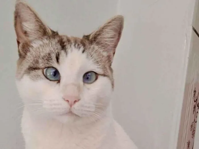 Gato ra a SRD-ViraLata idade 1 ano nome Rubi