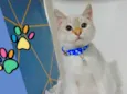 Gatinhos filhotes 