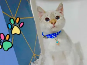 Gato raça SRD-ViraLata idade 2 a 6 meses nome Gatinhos filhotes 