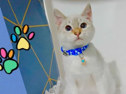Gato raça SRD-ViraLata idade 2 a 6 meses nome Gatinhos filhotes 