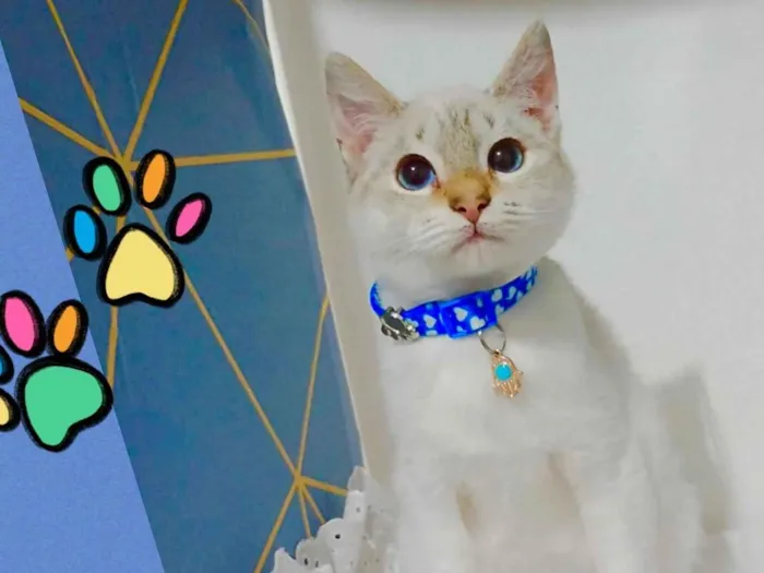 Gato ra a SRD-ViraLata idade 2 a 6 meses nome Gatinhos filhotes 