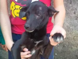 Cachorro raça SRD-ViraLata idade 7 a 11 meses nome Falar com Ariel - Whats 11 94043-2459