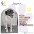 Jasmin