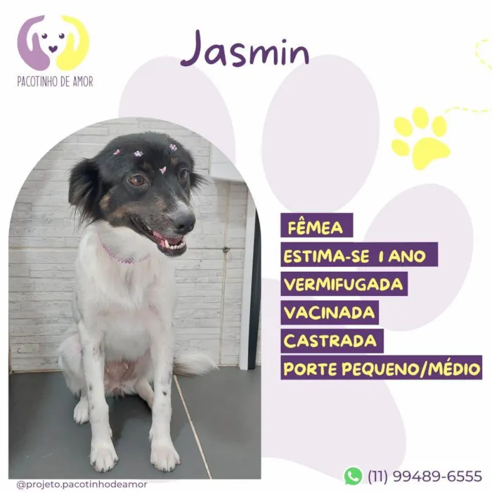 Cachorro ra a SRD-ViraLata idade 1 ano nome Jasmin