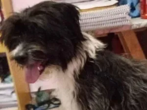 Cachorro raça SRD-ViraLata idade 2 a 6 meses nome Falar com Stephanie - Whats 11 98319-9368