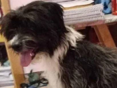 Cachorro raça SRD-ViraLata idade 2 a 6 meses nome Falar com Stephanie - Whats 11 98319-9368