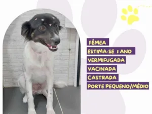 Cachorro raça SRD-ViraLata idade 1 ano nome Jasmin