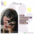 Mocca