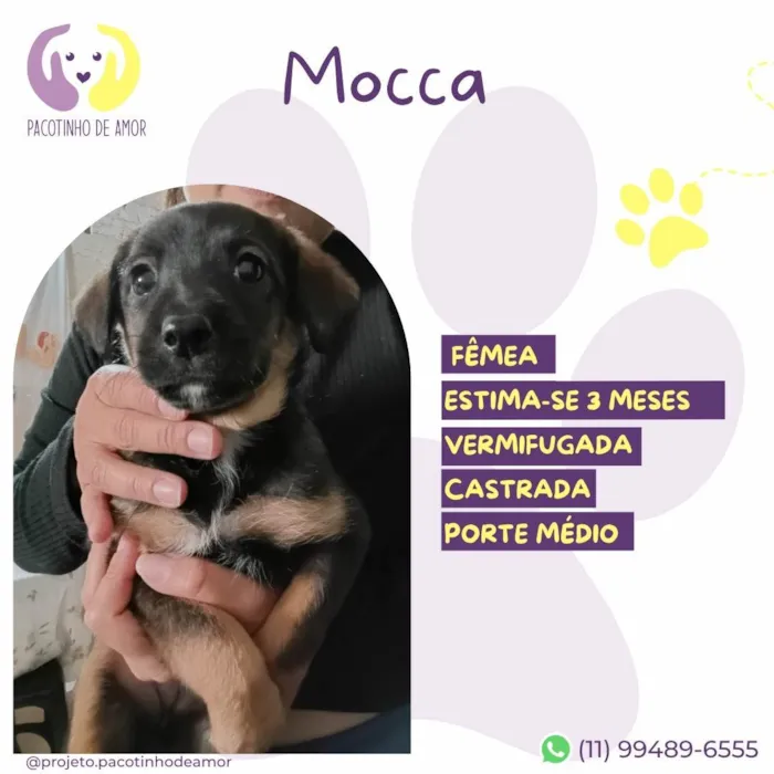 Cachorro ra a SRD-ViraLata idade 2 a 6 meses nome Mocca