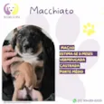 Mocchiato