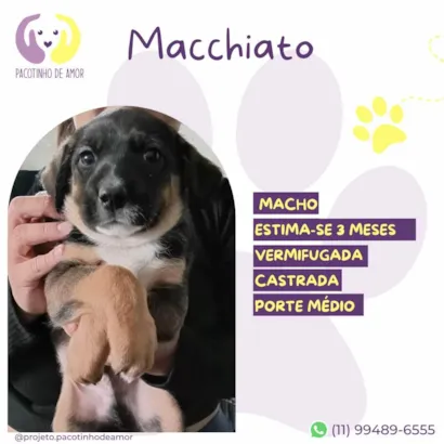 Cachorro raça SRD-ViraLata idade 2 a 6 meses nome Mocchiato