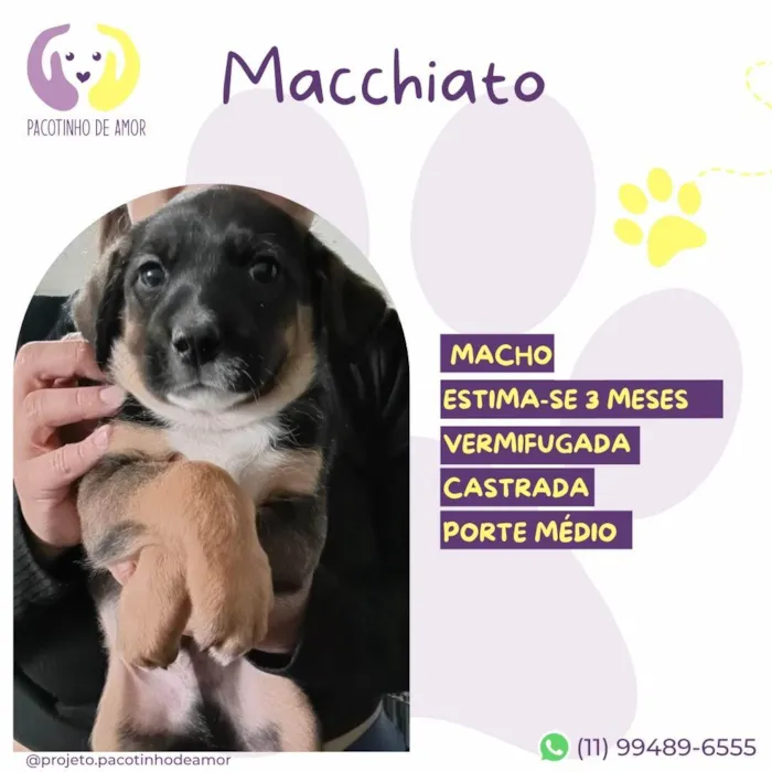 Cachorro ra a SRD-ViraLata idade 2 a 6 meses nome Mocchiato