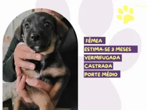 Cachorro raça SRD-ViraLata idade 2 a 6 meses nome Mocca