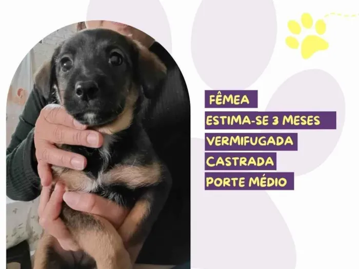 Cachorro ra a SRD-ViraLata idade 2 a 6 meses nome Mocca