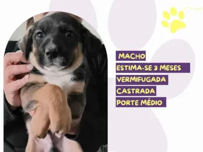 Cachorro raça SRD-ViraLata idade 2 a 6 meses nome Mocchiato