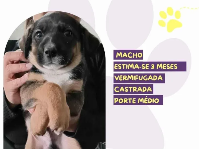 Cachorro ra a SRD-ViraLata idade 2 a 6 meses nome Mocchiato